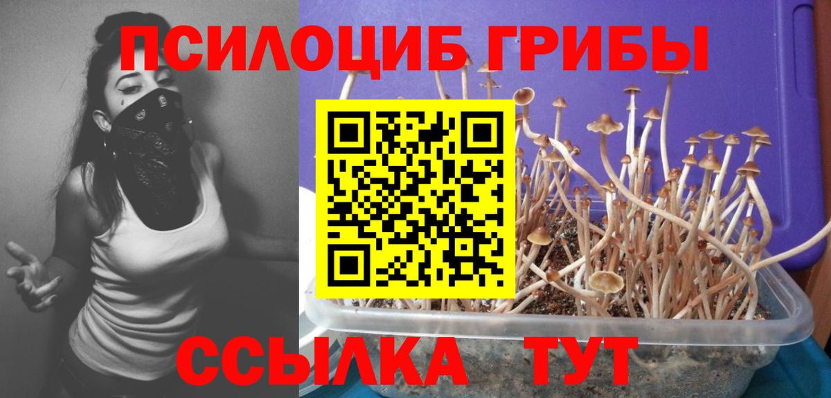 где найти наркотики  Псилоцибиновые грибы Psilocybe  Вход с VPN  Псилоцибиновые грибы мухоморы  Кингисепп 